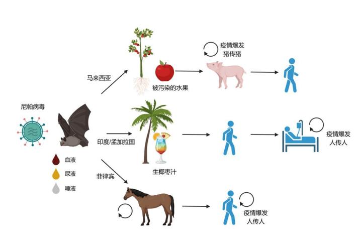 尼帕病毒疫情防控_疫情_尼帕病毒传播途径