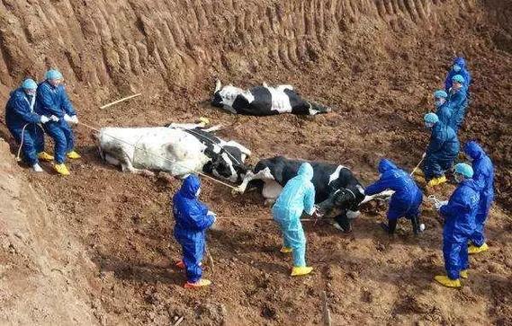 疫情_野生动物与疫情关系_疫情后社会问题